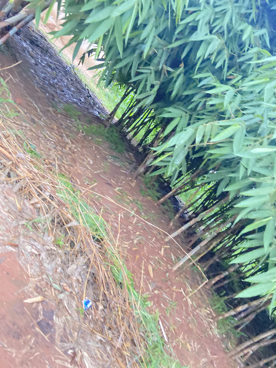 GRINGO018🎨🖌️ tweet media