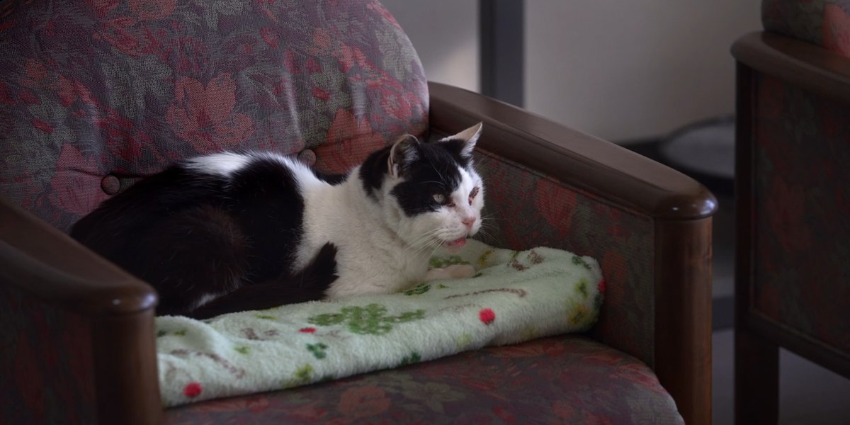 ⋰
本日2/22（日）は「猫の日」🐱
⋱

『#椰子の高さ』は、
2匹の猫が出演する “ねこ映画” でもあります🐈ˎˊ˗

持田と凛が営むカフェの前で出会う
三毛猫の愛らしさ。
そして、菅元が泊まる足摺岬の白黒猫がまとう
どこか不穏な気配。

どちらも、作品に寄り添う大切な存在です🐾