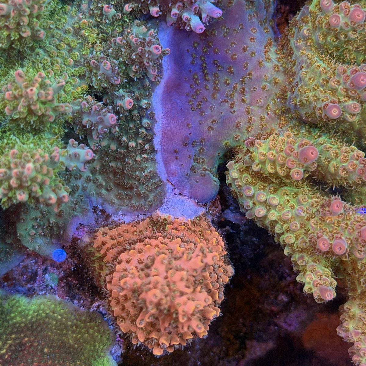 peninsula_reef's tweet photo. この三つ巴は黄色が勝ちそう
うちの赤系はどれも非力😇 https://t.co/8j7rXGYbOG