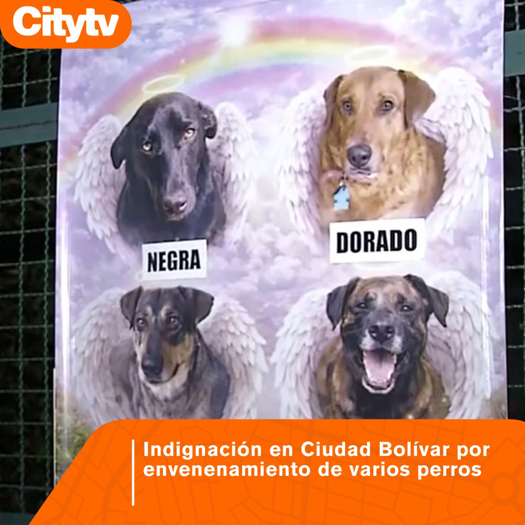 #BienestarAnimal | La comunidad se reunió en una velatón tras la muerte de varios animales, en un caso que ha generado rechazo. 👇citytv.eltiempo.com/fotos-y-videos…