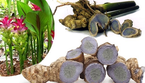 rwhcps's tweet photo. #BlackTurmeric grows well in #KandhamalDistrict of Odisha due to good #ClimaticCondition and #SoilNutrition. https://t.co/A1ZauJL7IU