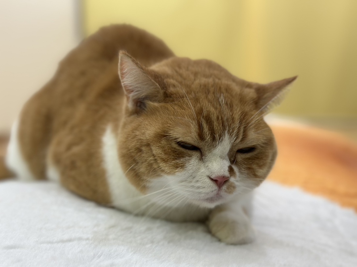 ふてニャンとFutebo、ご対面。 気に入ってくれたようです