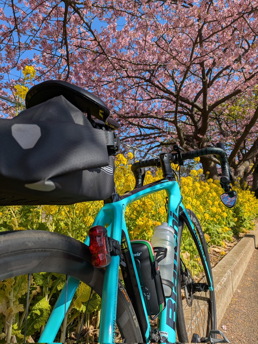 goropicano's tweet photo. フォローしている方たちのSNSを見ると、河津桜が良い感じになってきたようなので、私も三浦海岸までひと回りして来ました。桜並木の歩道は人人人で埋めつくされてました…

#三浦海岸桜まつり
#ロードバイク好きな人と繋がりたい
#ロードバイクのある風景
#ロードバイク https://t.co/afVr6xsUnP