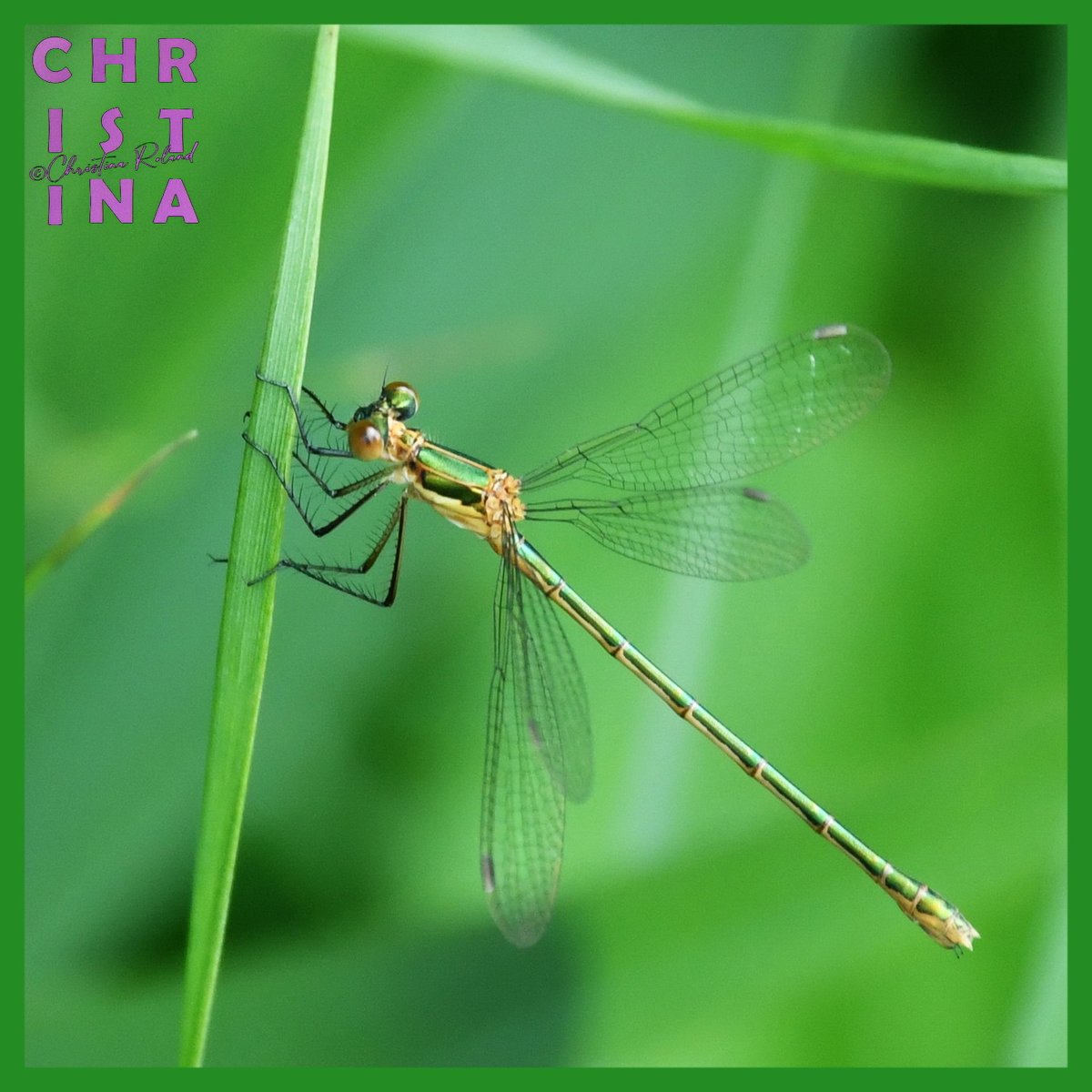 ChrRoland's tweet photo. ๐จ๐ฟ #KleurInDeNatuur ๐๐ธ #dag21 #bosgroenrgb 035,140,035 #ColorInNature #day21 #ForrestGreen. Na het dennenbos nu ook het loofbos. Een onopvallende kleur, juist omdat de natuur er helemaal vol mee is. Zelfs in de winter ๐ https://t.co/fYZRlEv6V5