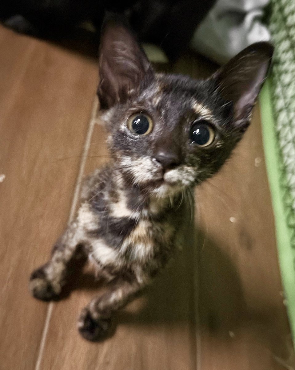 อะไรหยอ อะไรหยอ เรียกหนูหยอ