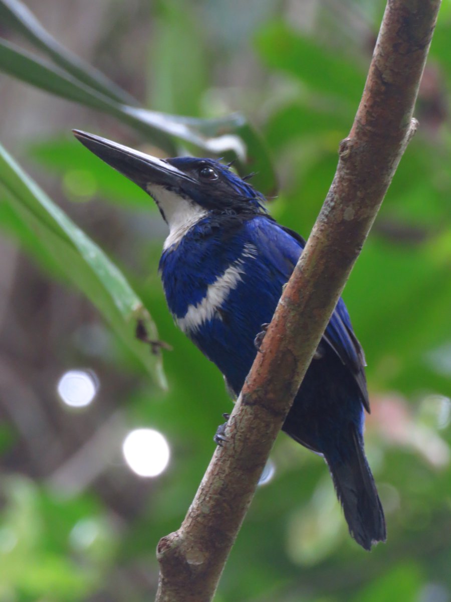 PENGABDI (Pengamat Burung di Indonesia) dan mendokumentasikan keindahan alam tersebut #DiplomasiIndonesia #SEAblings #Birdwatcher