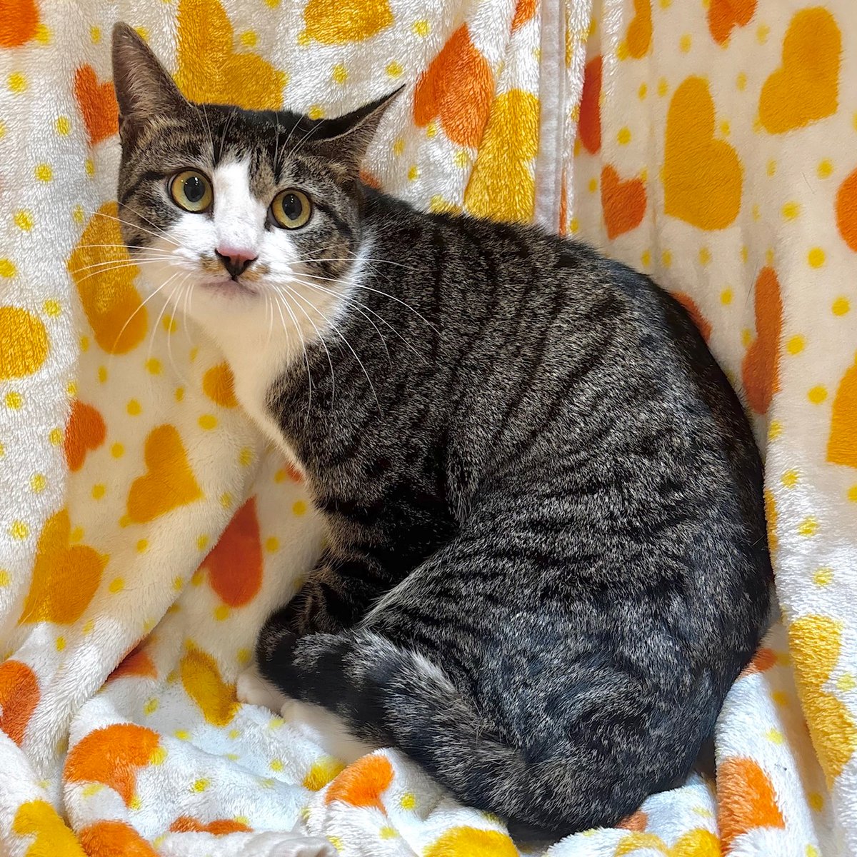 しあわせにゃんこ譲渡会inまいの間2月22日参加予定です♪ 里親募集中