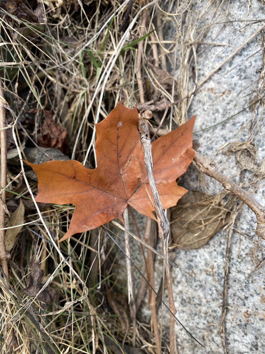 Sonia Zuccaro tweet media