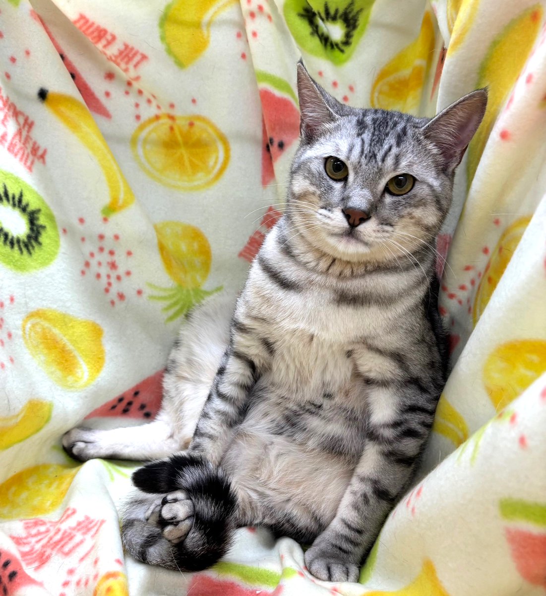 しあわせにゃんこ (@shiawasenyan_22) / Posts / X