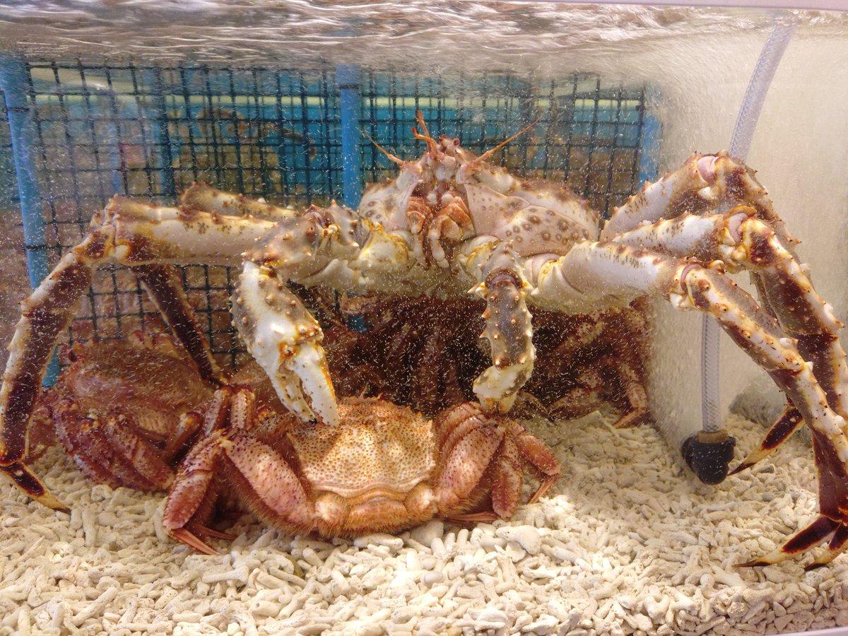 夕ケ亻 tweet media