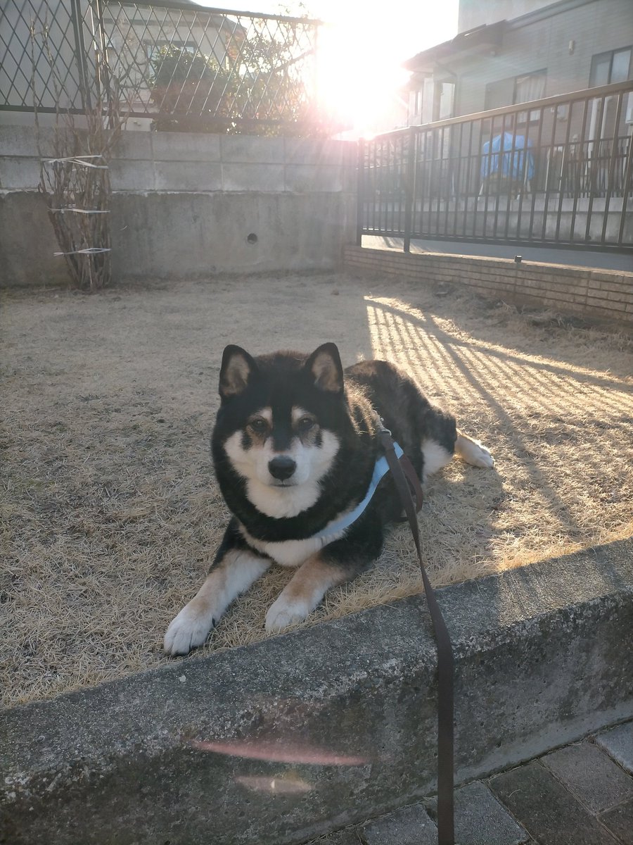 Post by まめたろう on X: 逆光ワン