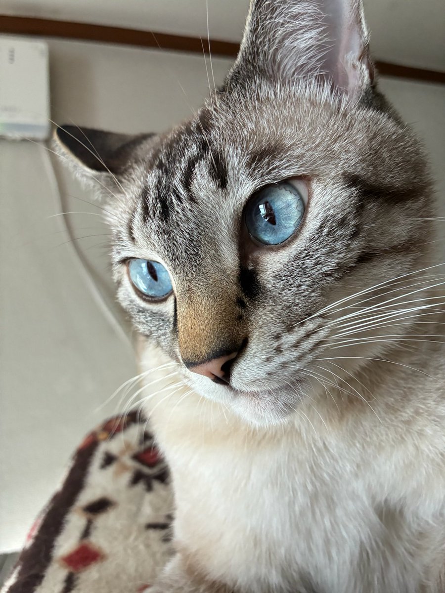 そら🐾 (@_sora0613_) / Posts / X