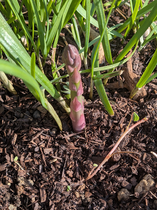 急にあったかくなったせいか？
アスパラガスが冬眠から目覚めてしまった💦
ま、まだ早いよ・・。