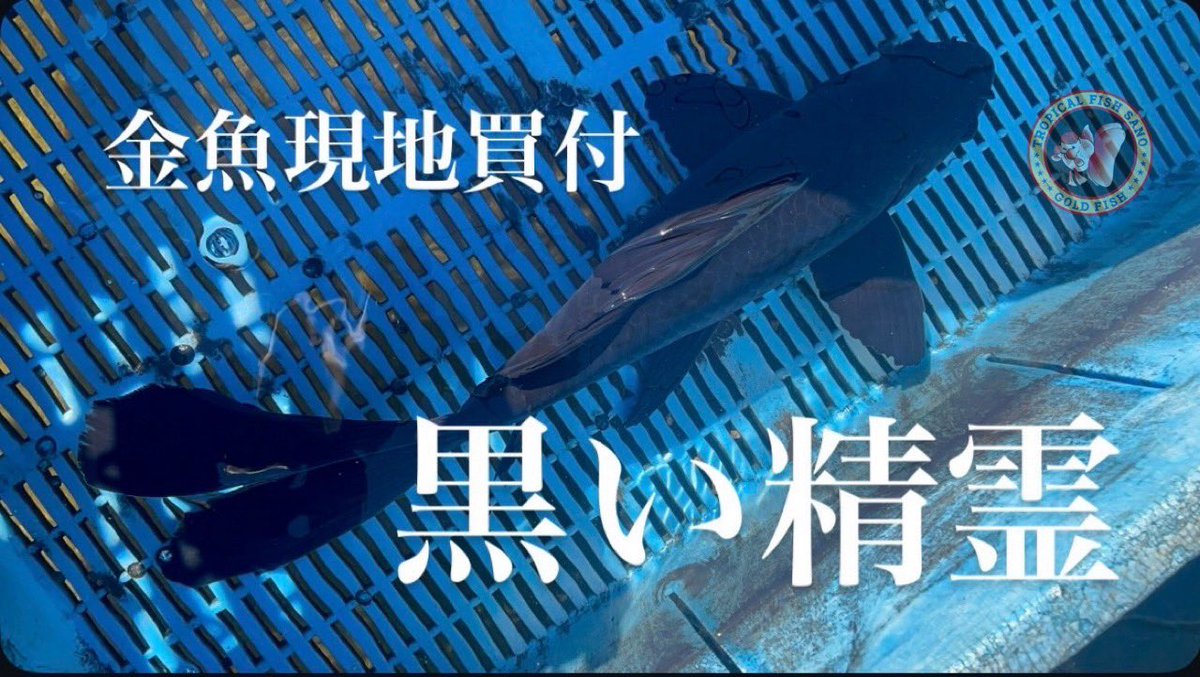 YouTuber 魚帝国さんに先日の熊本・良福観賞魚での現地買付の様子の