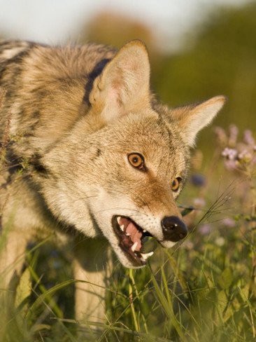 Grant 🐺🌲🏍️ tweet media