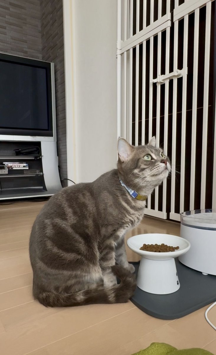 本日の速報。
ソラ、自主的カリカリ摂取を確認。

私は、静かに歓喜。

#猫　#回復の兆し