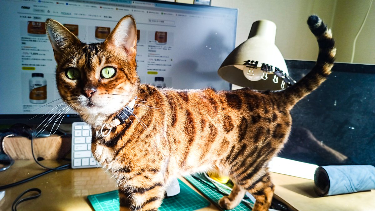 walker_sapporo's tweet image. 昨日の格言
　「すべてを失ったが、すべてが始まった」
　　　　マイケル・ブルームバーグ

＃札幌観光ガイドの会　＃salamander

2月14日私の娘、salamanderは7歳となった。
誕生日に特別な食事はthrew upするので✘
短い寿命なので誕生日は✘✘

sapporowalk.info