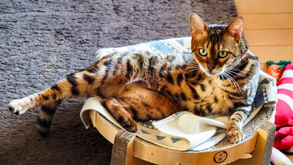 walker_sapporo's tweet image. 昨日の格言
　「すべてを失ったが、すべてが始まった」
　　　　マイケル・ブルームバーグ

＃札幌観光ガイドの会　＃salamander

2月14日私の娘、salamanderは7歳となった。
誕生日に特別な食事はthrew upするので✘
短い寿命なので誕生日は✘✘

sapporowalk.info