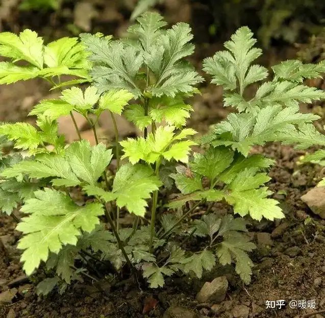 Manya Koetse tweet media