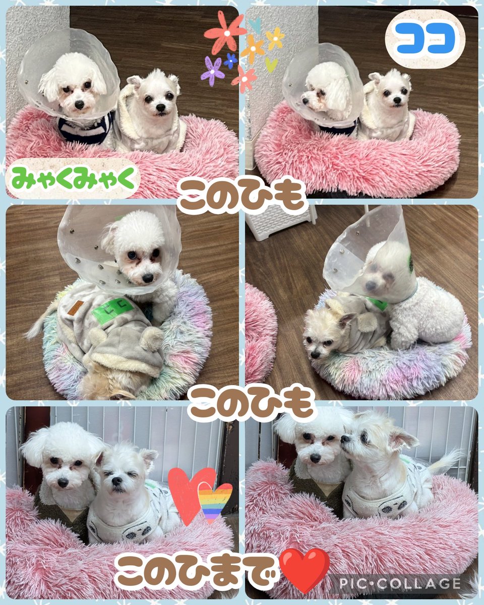 hogocafe_tachi's tweet photo. 🐶/ココ/MIX/2014.4.9生/男の子/約4.95キロ

🐶/みゃくみゃく/ビションフリーゼ/2025.4.13生/男の子/約4.1キロ

年齢が全く違う2人❗️

そして性格も違います🤭

お膝やベッドが大好き❤️まったり過ごしたいココ🌟

フロアでは思いっきり走ってお友達と遊びたいみゃくみゃく✨ https://t.co/F2vQ4T9np1