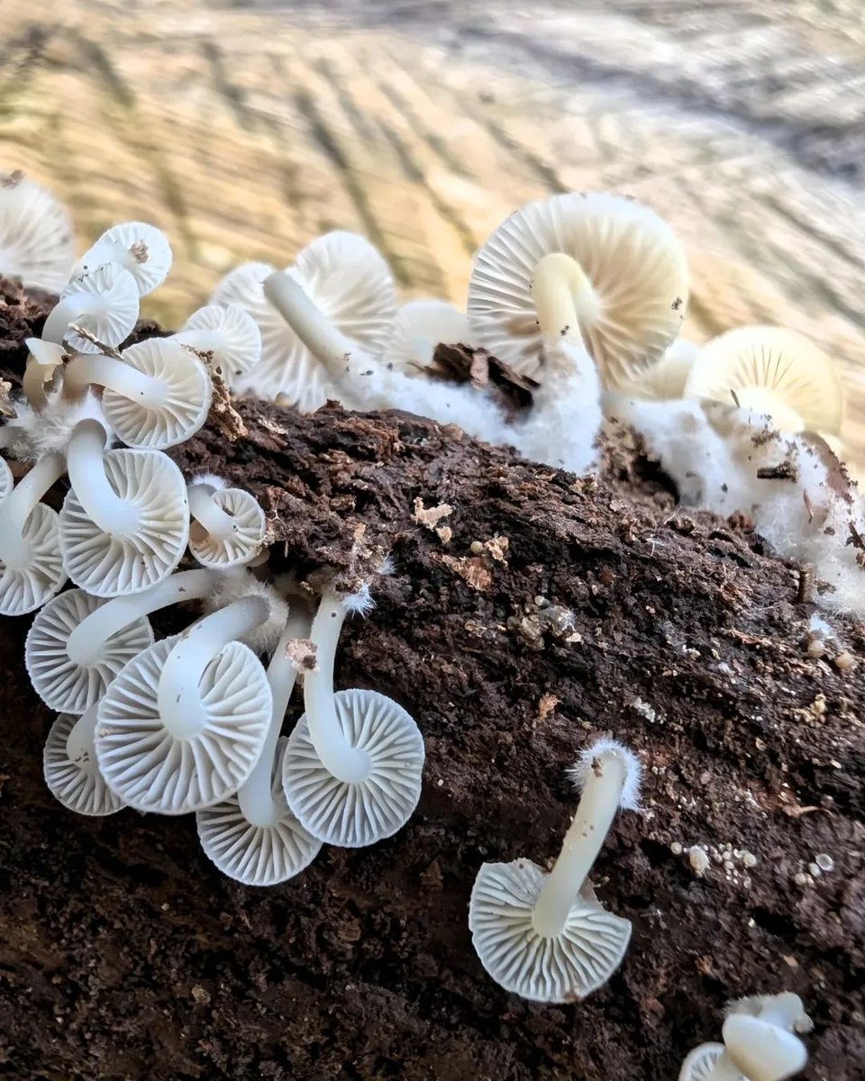 もっちー🍄🌿 (@mottii1965) / Posts / X