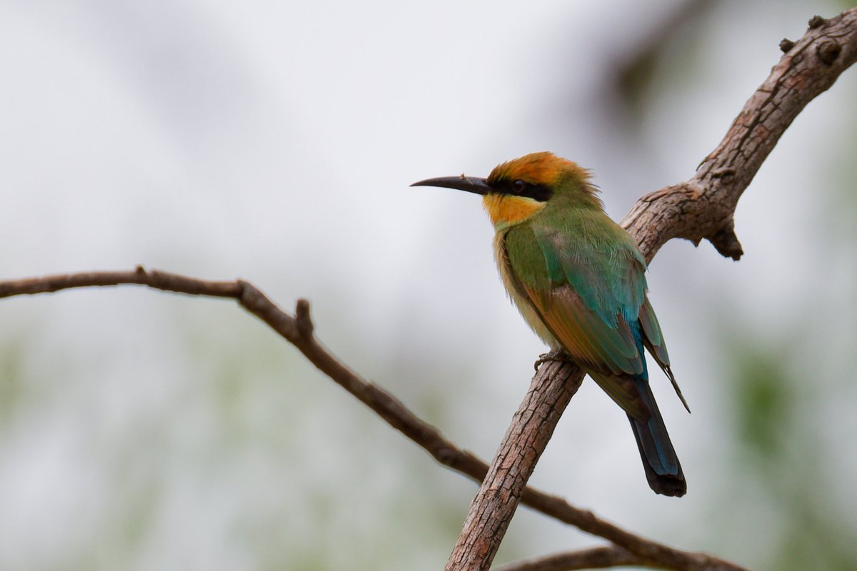 Created to be photographed, Rainbow Bee-eaters.