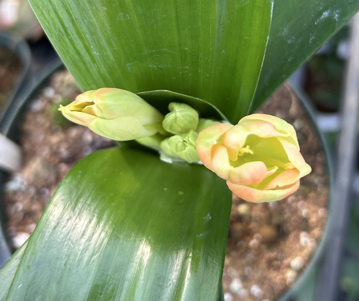 君子蘭のひと (@Clivia111) / Posts / X