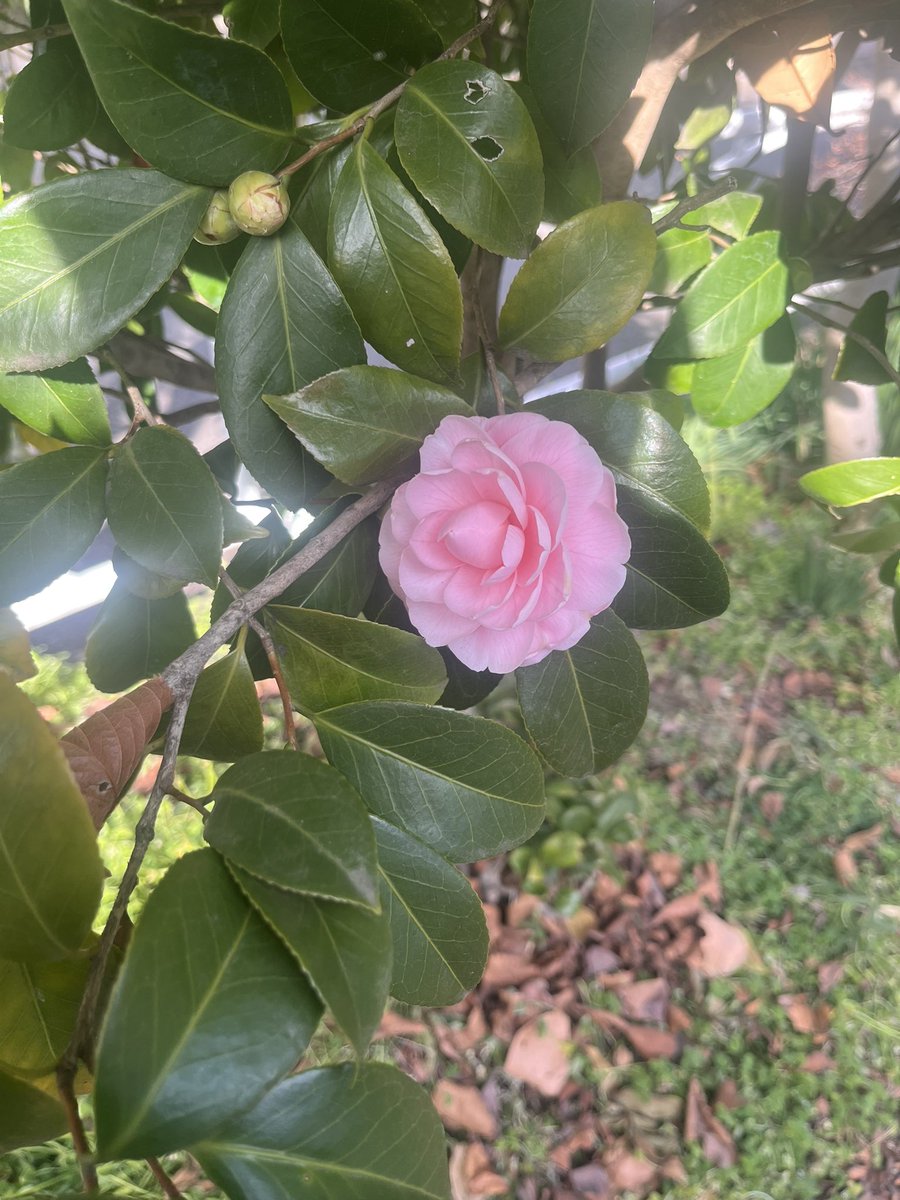 The first one of the year!!!