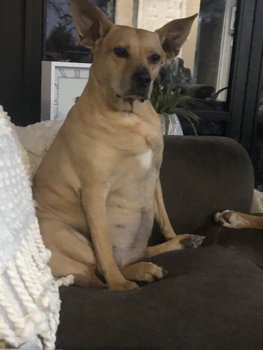 Stacey Patriot tweet media