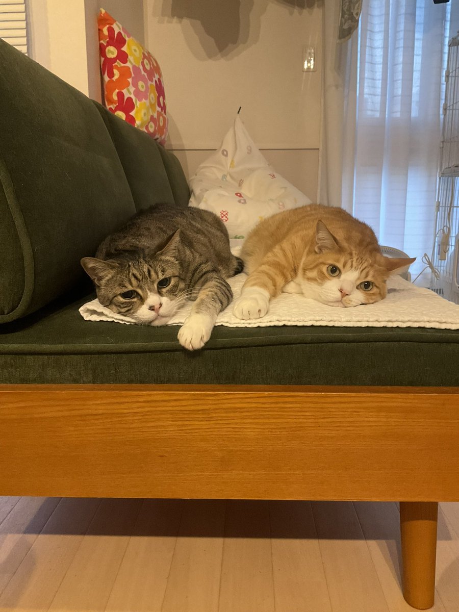 LiensenaBR's tweet image. RT @kkkojukei: