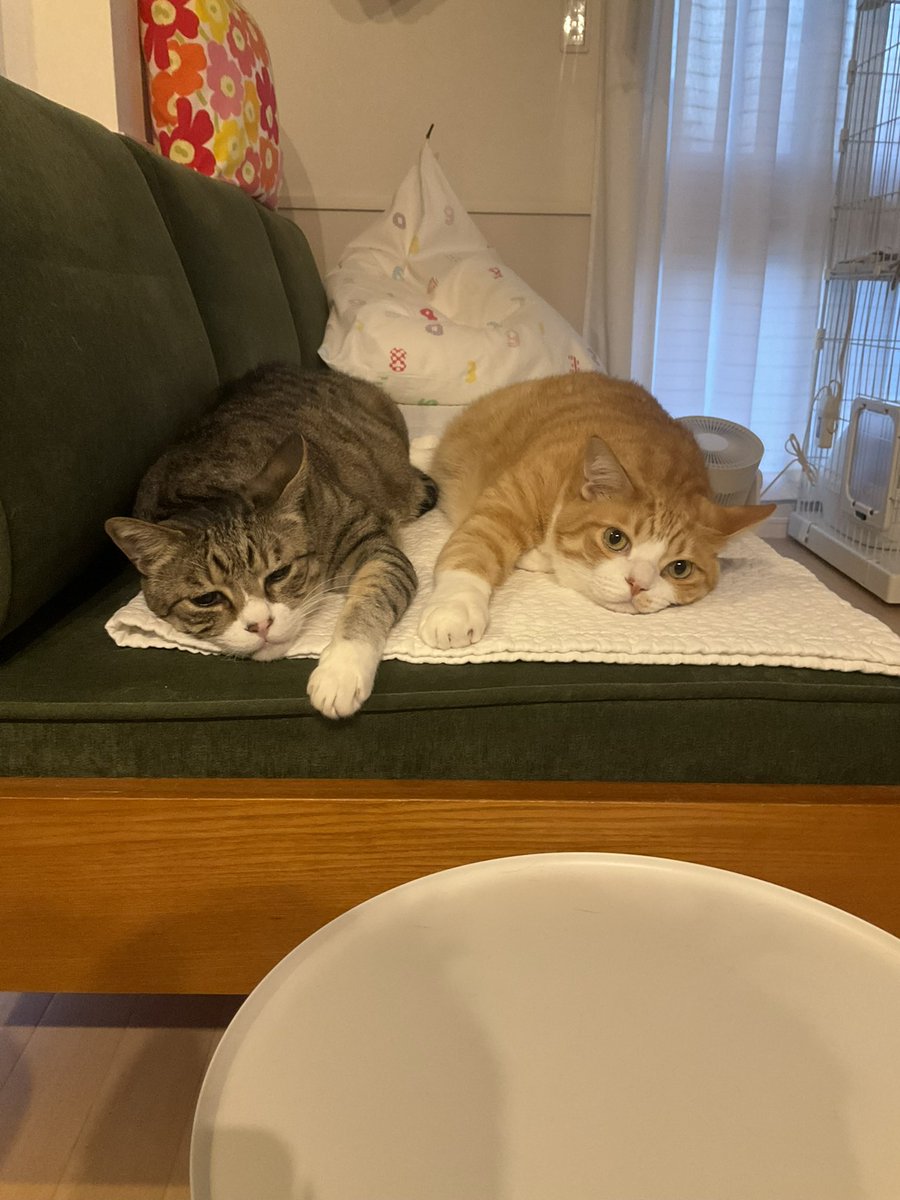 LiensenaBR's tweet image. RT @kkkojukei: