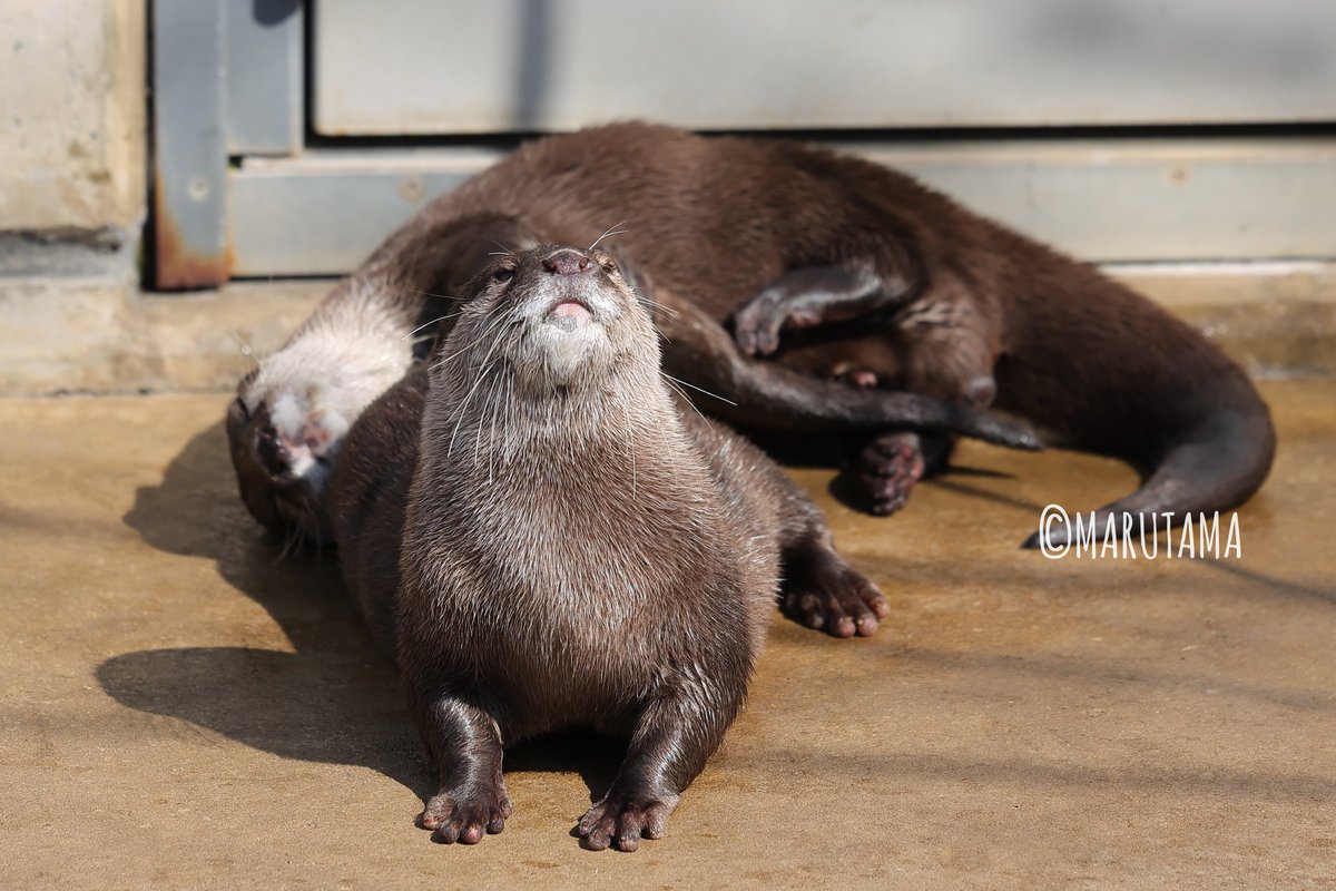 いつ見てもものすごく仲良し😉
2026.2.20
#市川市動植物園　#コツメカワウソ
#ジーノ　#ツツジ