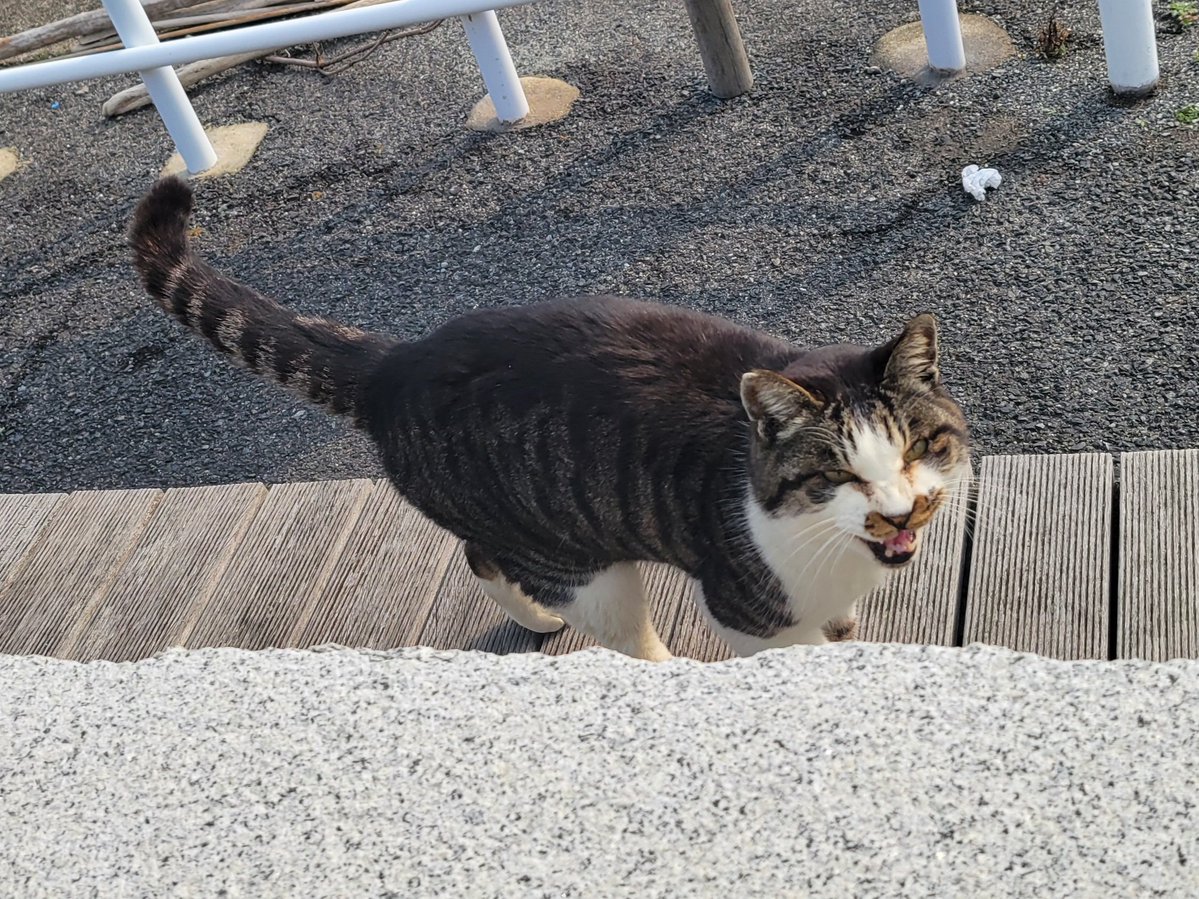 大津島で出会った猫