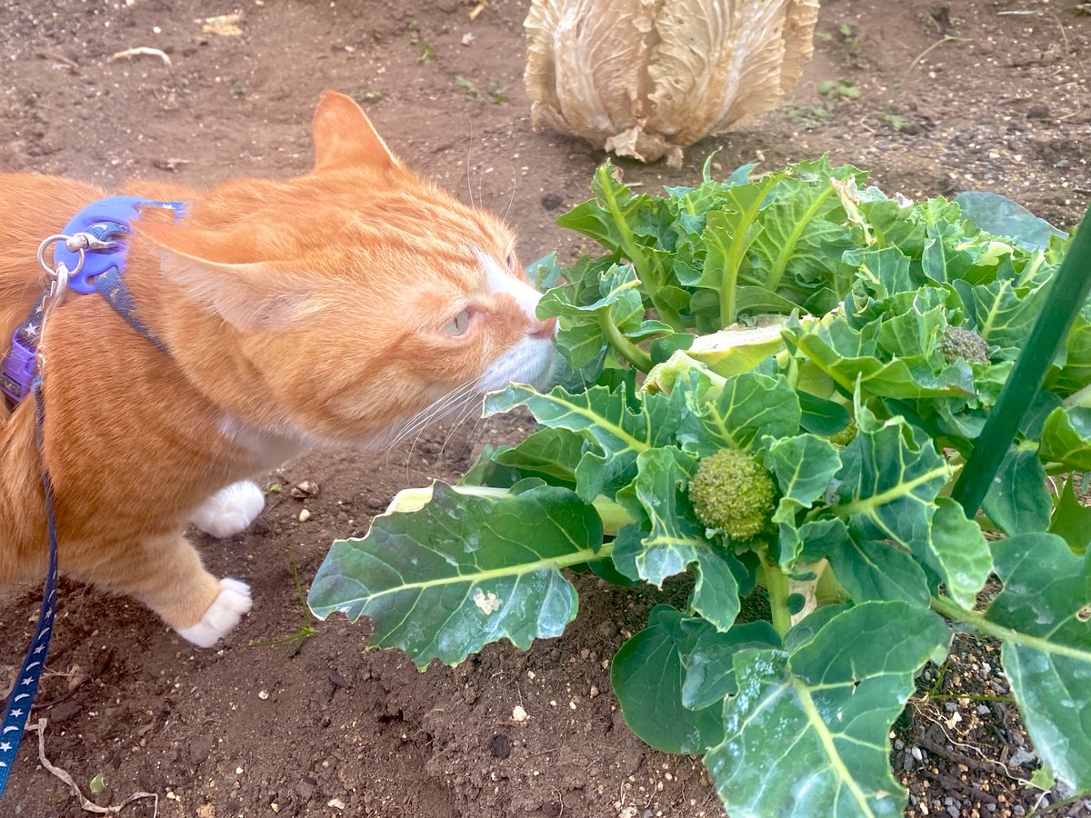 ハチ (@happy_pawsome) / Posts / X