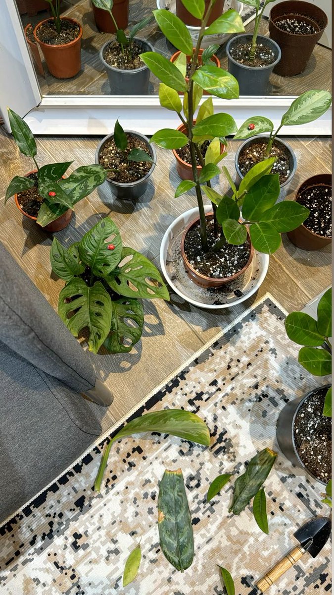 Nicholas tweet media