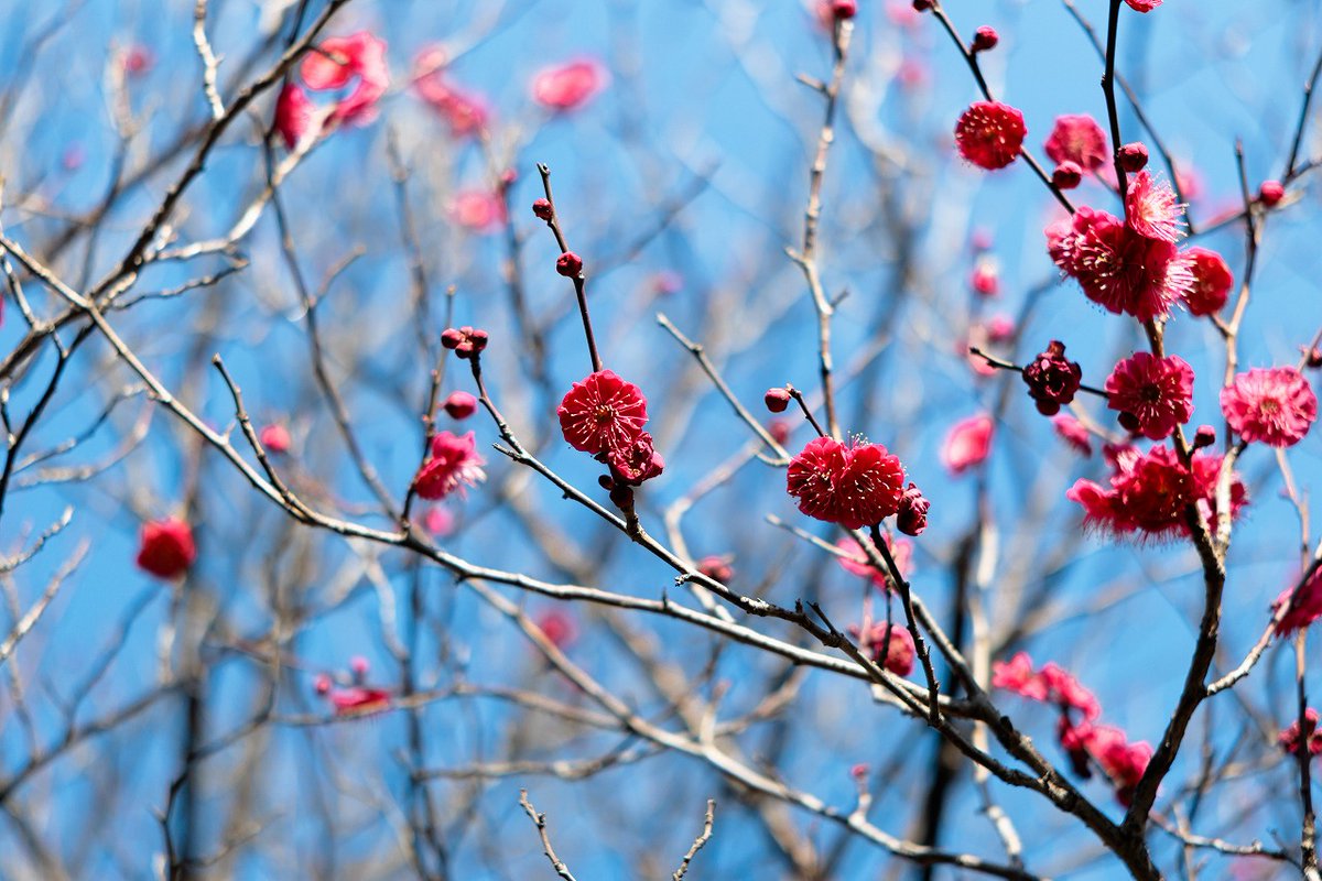 春めいてきましたね。