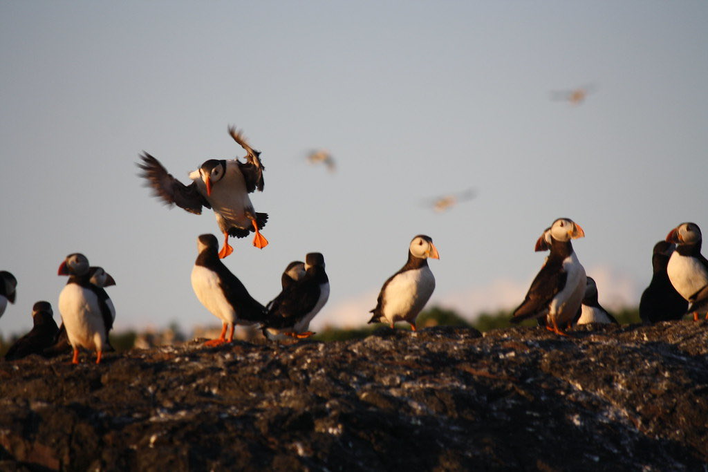 Puffins Daily (@PuffinsDaily) / Posts / X