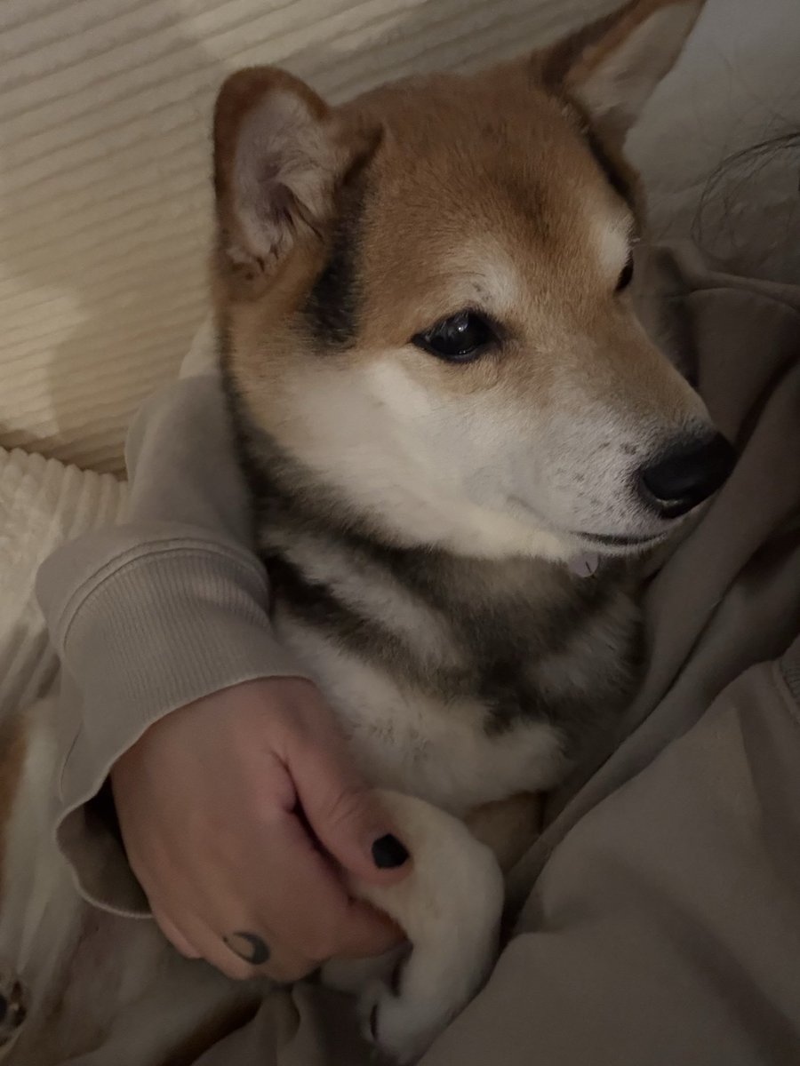 Shae🍪 tweet media