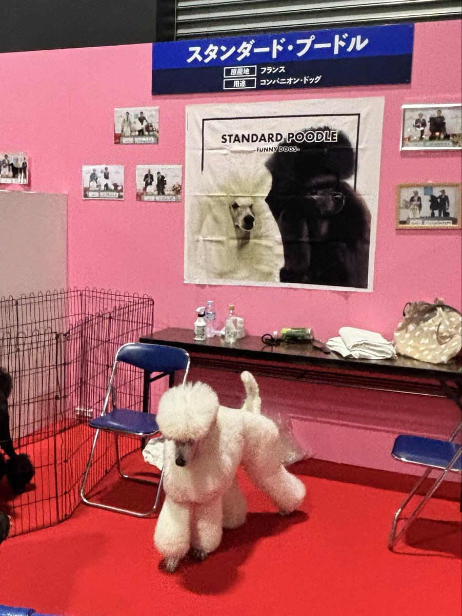 wannyandome's tweet photo. #わんにゃんドーム2026
会場にはトップブリーダーが育てたチャンピオン犬たちも大集合しています❗️

Aichi Sky Expoで開催中🐶😺 https://t.co/UpPh6bkzRl