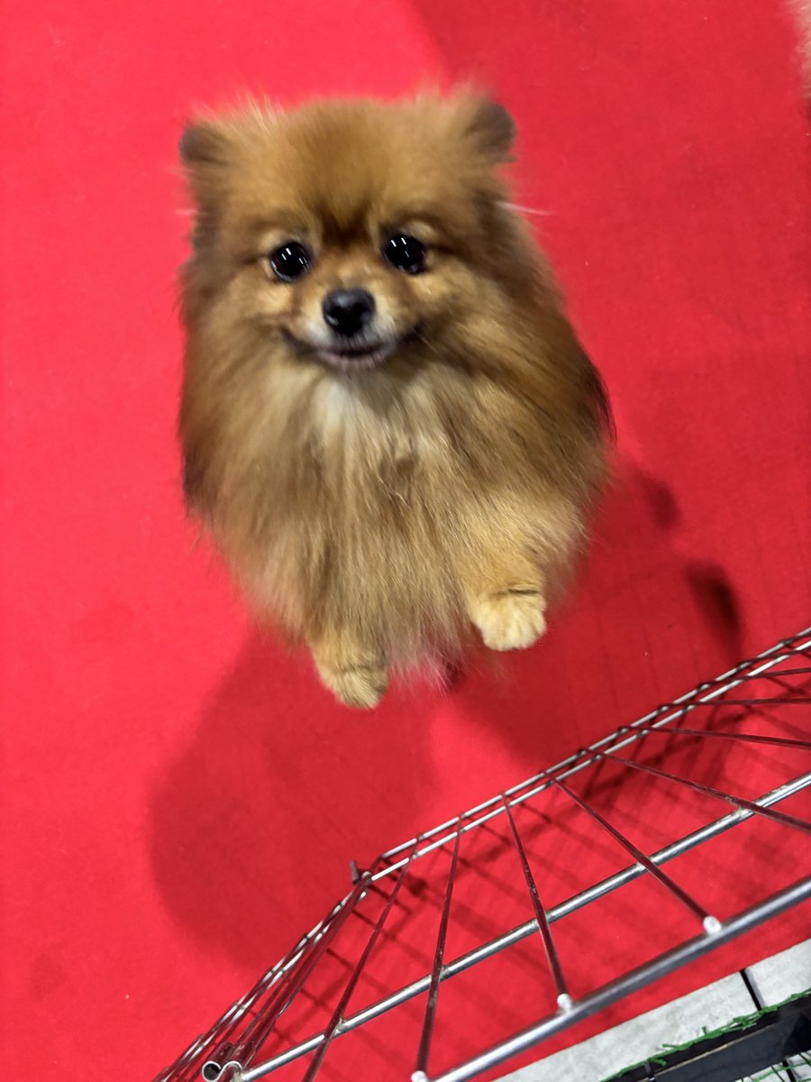 wannyandome's tweet photo. #わんにゃんドーム2026
会場にはトップブリーダーが育てたチャンピオン犬たちも大集合しています❗️

Aichi Sky Expoで開催中🐶😺 https://t.co/UpPh6bkzRl