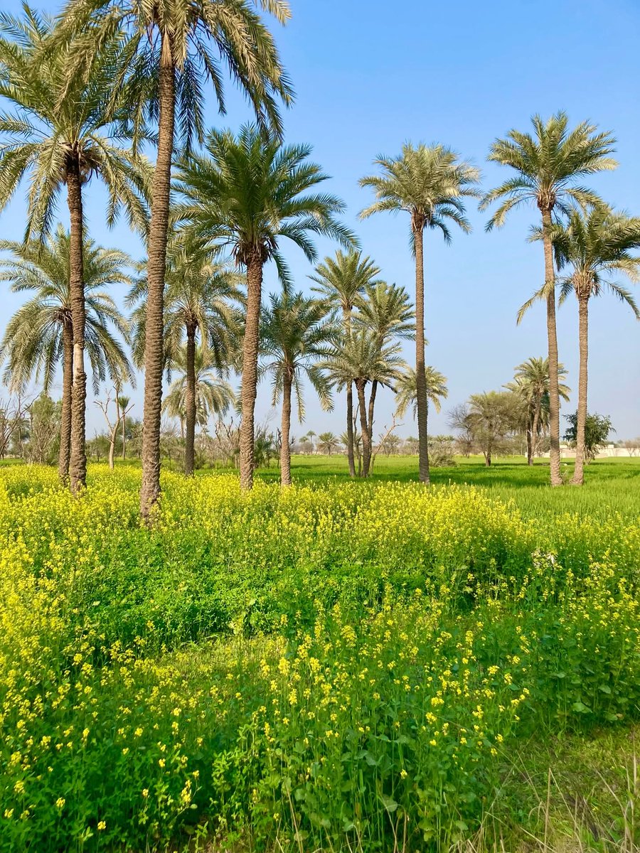 Hasnain1272's tweet image. سرسوں کے پھول ،کھجور کے درخت گاؤں کا خوبصورت منظر 🦋🌴🌾
#village #naturephotography #pind #simplelife #beautifull