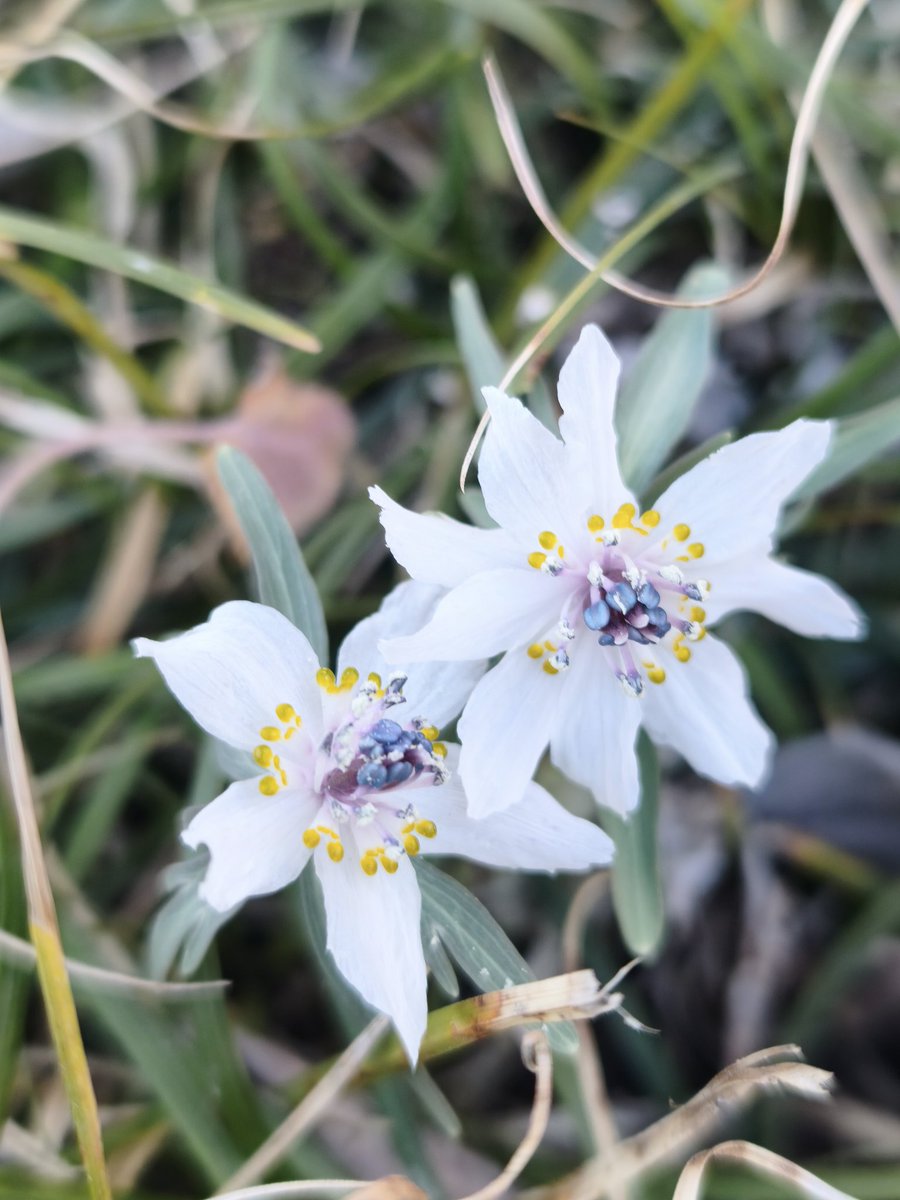 八重花探しをしたり、セツブンソウを満喫、咲いている場所により、花の