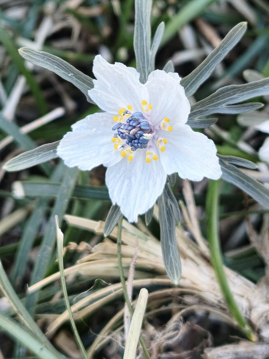 八重花探しをしたり、セツブンソウを満喫、咲いている場所により、花の