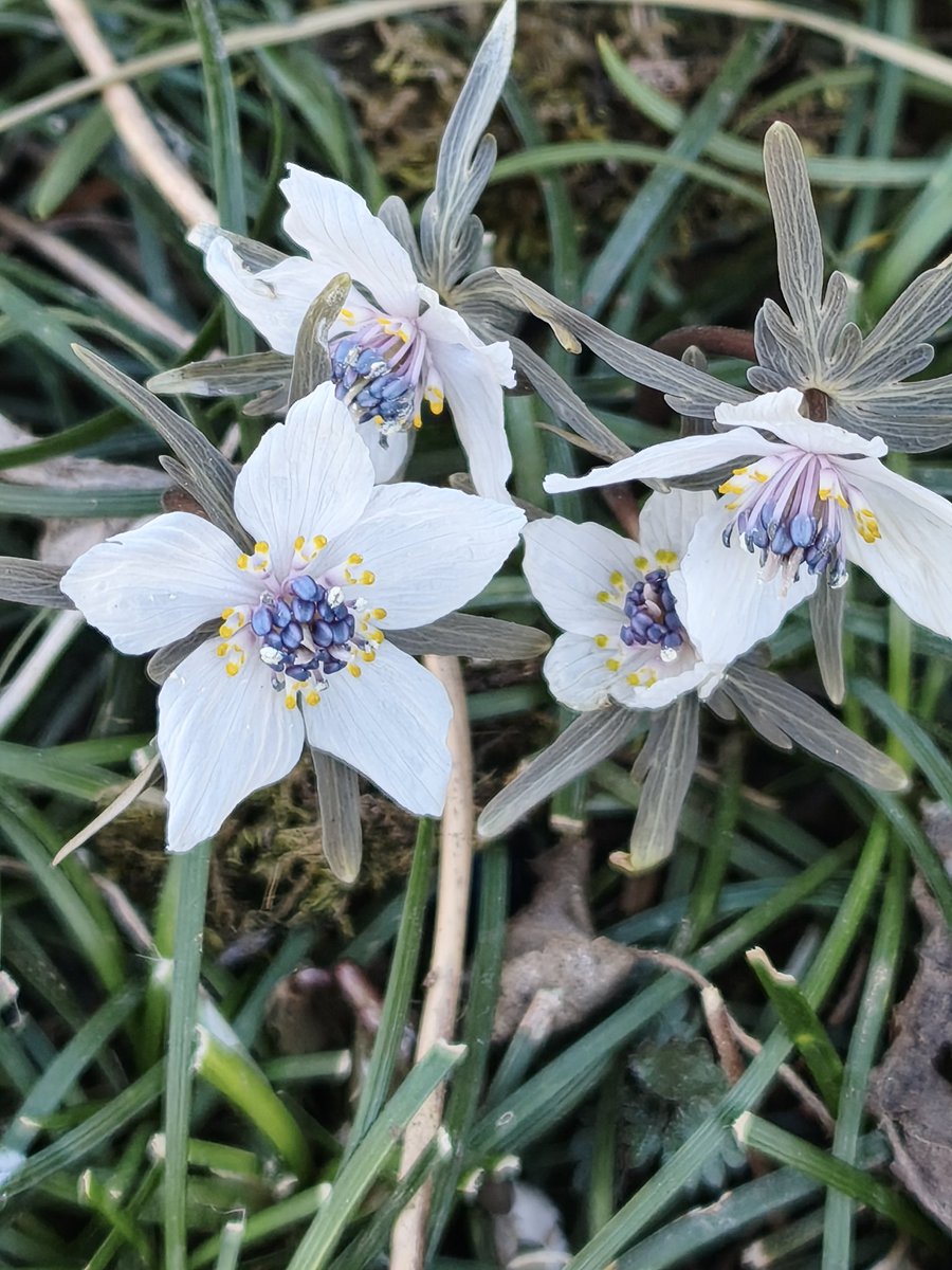 八重花探しをしたり、セツブンソウを満喫、咲いている場所により、花の