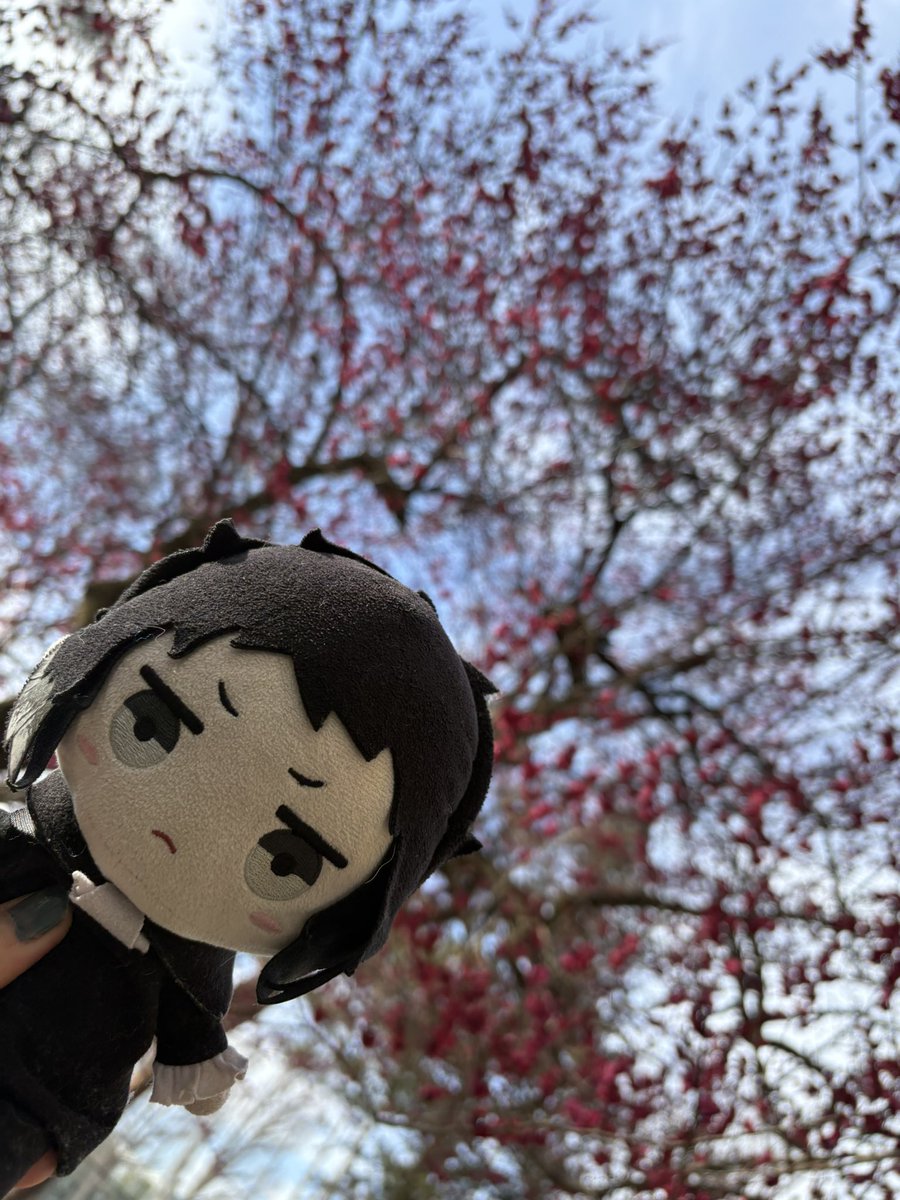 スポセンの梅よりやつがれ