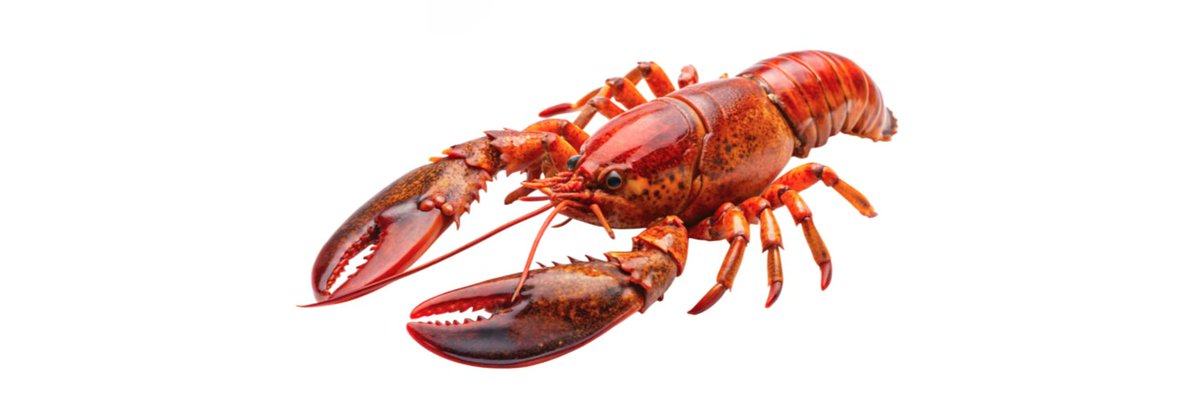 ElbossMeta's tweet image. Let me explain lobster tech to you, there isn't any. It's just $lobster.

These Lobster/claw/crab Github repos are getting out of hand, let's just send a literal lobster ffs. 

Tell me this isn't the cleanest narrative of the meta yet.