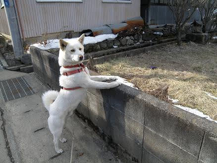 穏やかに晴れたので馬頭観音までウォーキング🚶‍➡️🐾☀
あと2週間ぐらいで春の兆しも見えてくるのかな？
2012年の今頃のムック、4歳。
元気いっぱいの若犬でした。
2026/02/21
#秘密結社老犬倶楽部天国支部
#馬頭観音