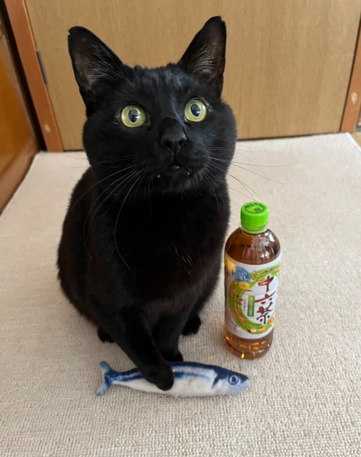 asahiinryo_jp's tweet photo. 大好物をどうぞお納めくだにゃい

#猫の日　#アサヒ飲料社員の猫ちゃん紹介 https://t.co/HtdDDVx45U