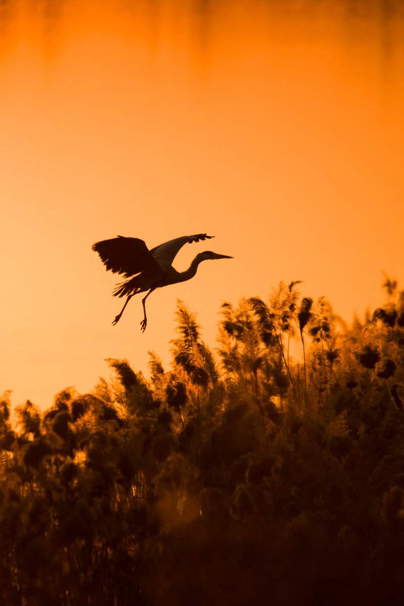 snowy night
footprints vanish
at the gate 

Buson 

old man next door—
baseball on the radio
sunlit again today 

me