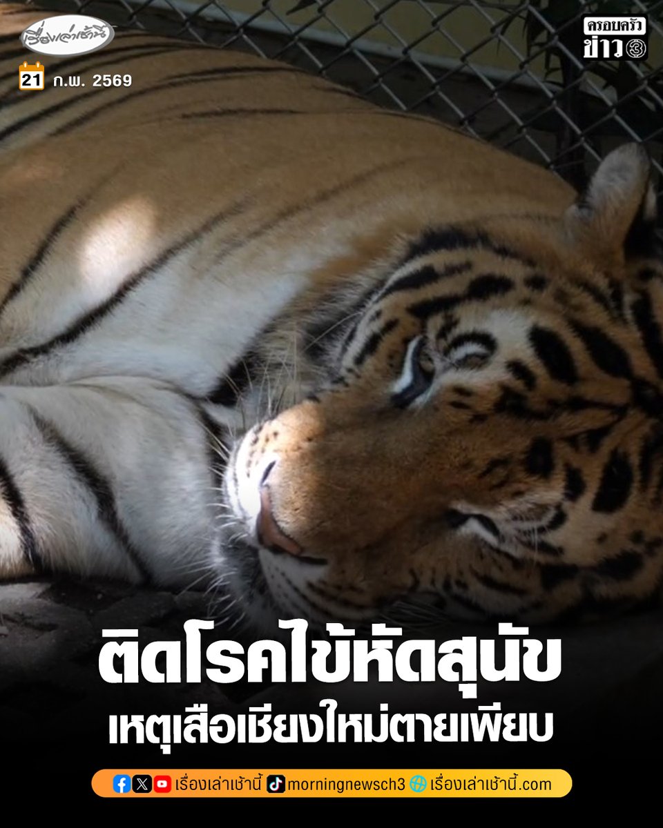 MorningNewsTV3's tweet photo. ปศุสัตว์แจงสาเหตุเสือเชียงใหม่ตายกว่า 70 ตัว พบติดเชื้อไวรัส “ไข้หัดสุนัข-ไมโคพลาสมา” ยืนยันไม่ติดต่อสู่คน

อ่านข่าว : https://t.co/L3BfgK33rT

#เรื่องเล่าเช้านี้ #ครอบครัวข่าว3 #ข่าวภูมิภาค https://t.co/45eZ7lvS20